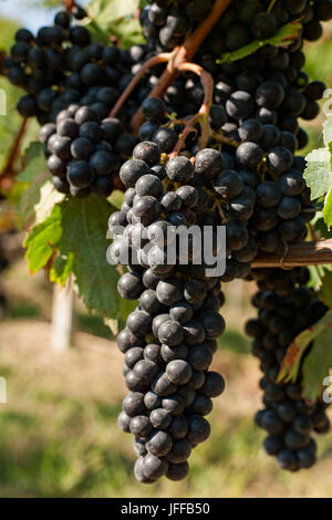 I grappoli di uve rosse in vigna Foto Stock