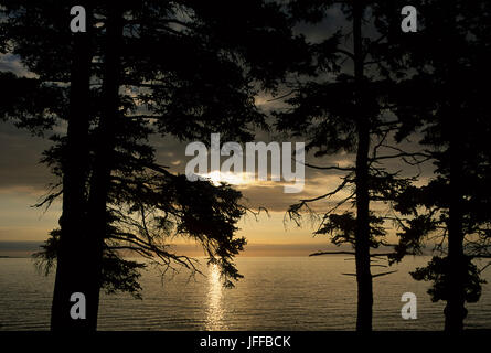 Foresta litorale silhouette, Parco Nazionale di Acadia, Maine Foto Stock