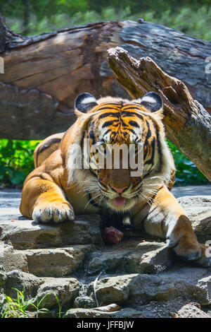 Tigre asiatica ritratto Foto Stock