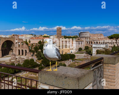 Seagull e rovine romane a Roma Italia Foto Stock