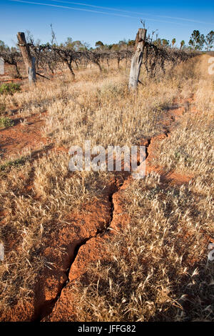 Terreno rotto vicino morti e abbandonati in vigna il Murray Valley del Sud Australia orientale. A partire dal 2007 molti vigneti sono stati lasciati morire per quanto riguarda Foto Stock