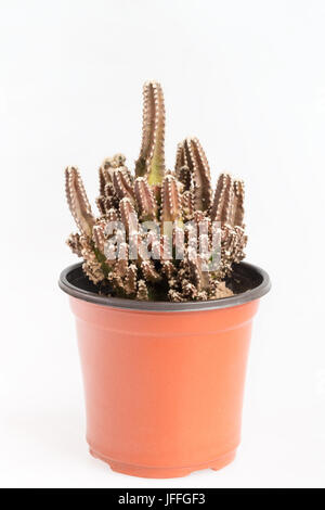 Piccolo cactus in vaso Foto Stock