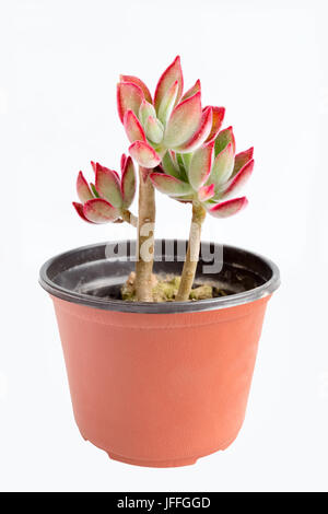 Bellissime piante succulente Foto Stock