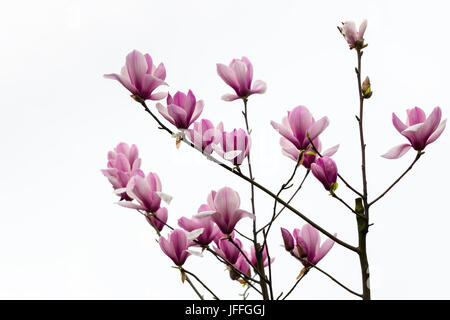 Fiore di magnolia su bianco Foto Stock