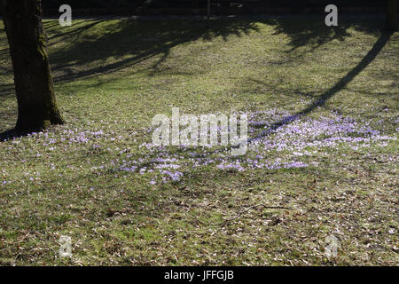 Crocus tommasinianus, Bosco Crocus Foto Stock