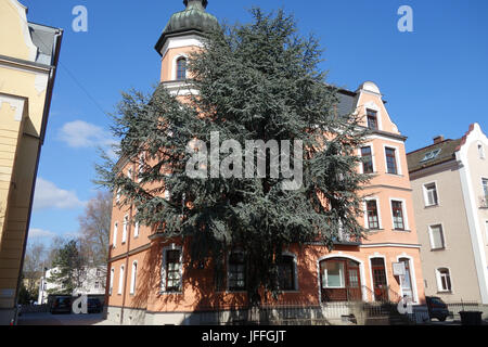 Cedrus atlantica Glauca, blu cedro atlas Foto Stock