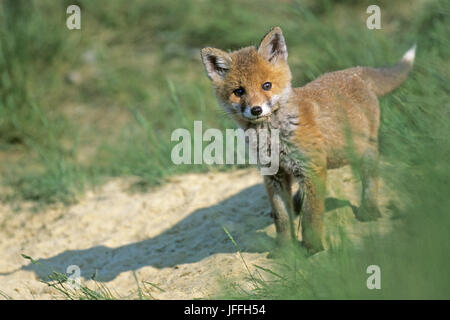 Red Fox kit, cub, cucciolo Foto Stock