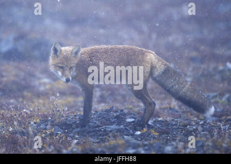 Red Fox in scurry di neve Foto Stock