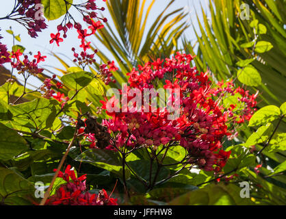 Un brillante rosa cluster di sanguinamento cuore fiorisce in contrasto contro il fogliame verde Palm tree frons e cielo blu Foto Stock
