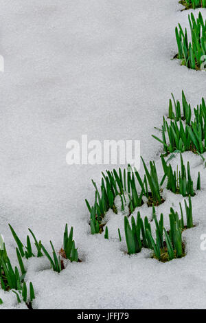 Giunchiglie emerge attraverso la copertura di neve in primavera, Randolph, Cattaraugus Co., NY Foto Stock