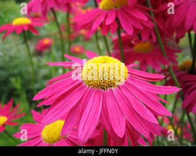 Di un bel colore rosa fiori di piretro Foto Stock