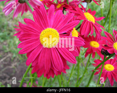 Di un bel colore rosa fiori di piretro Foto Stock