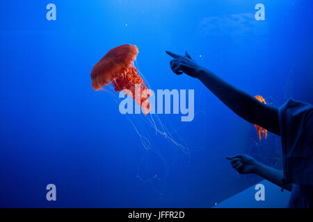 Visitatori presso il Monterey Bay Aquarium punto in mare Meduse di ortica in un serbatoio. Foto Stock