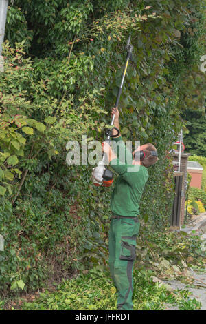 Tagliare una siepe Foto Stock