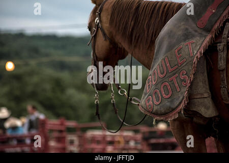 Rodeo, Eliicottville, New York Foto Stock