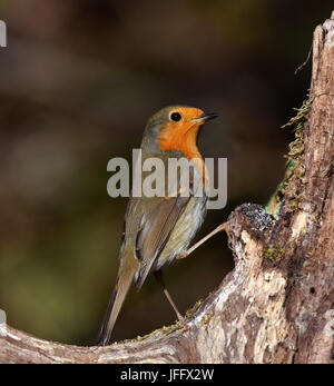 Robin; redbreast; Erithacus rubecula; Foto Stock