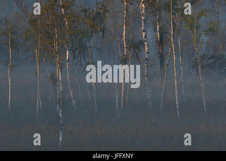 Mattina nel fango Foto Stock