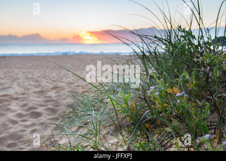 Piante australiane native che crescono su una duna di sabbia accanto a un percorso di ingresso a Black Head Beach sulla costa centrale nord del nuovo Galles del Sud, Australia Foto Stock