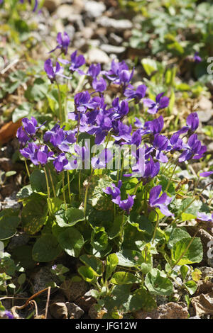 Viola odorata, Viola Mammola Foto Stock