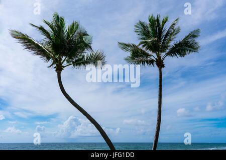 Due palme al vento su una spiaggia tropicale una calda estate mattina Foto Stock