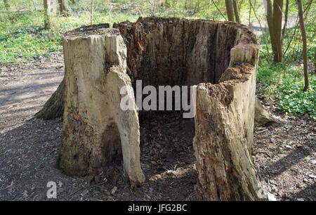 Morto un incavo tronco di albero Foto Stock