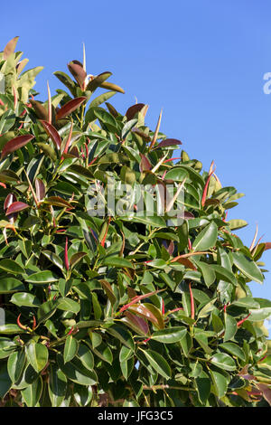 Ficus decora, moraceae, Foto Stock