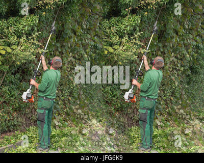 Tagliare una siepe Foto Stock