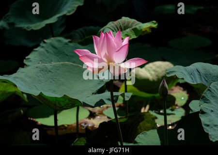Chiusura del fiore di loto Foto Stock