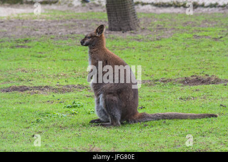 Kangaroo nel suo habitat naturale Foto Stock