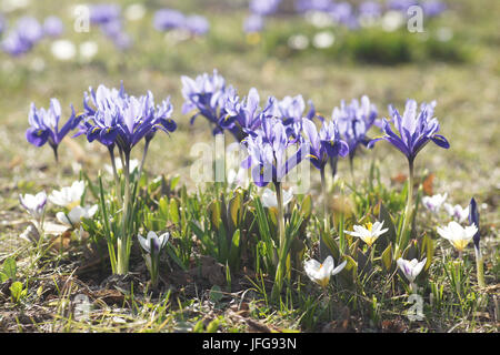 Iris reticulata, Iris Nani Foto Stock