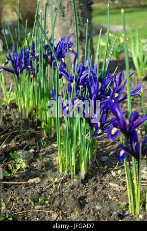 Iridaceae Foto Stock