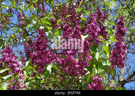 Syringa vulgaris Charles Joly, lilla Foto Stock