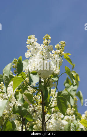 Syringa vulgaris, lilla Foto Stock