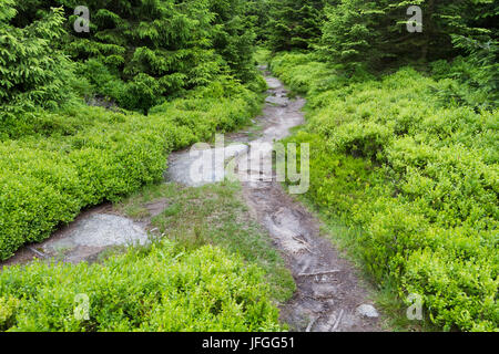 Leistenklippe Sassonia-anhalt Germania Foto Stock