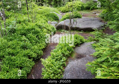 Leistenklippe Sassonia-anhalt Germania Foto Stock