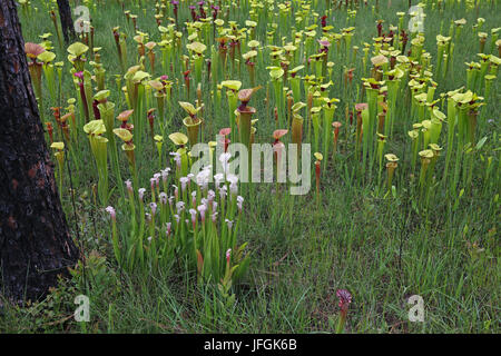 Brocca piante (Sarracenia) cresce in collina di infiltrazione bog, SE USA Foto Stock