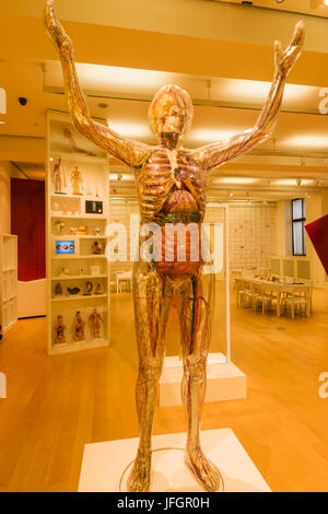 Inghilterra, Londra, la Wellcome Collection, educativo scultura di donna trasparente Foto Stock