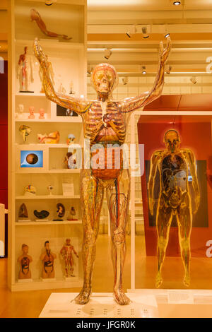 Inghilterra, Londra, la Wellcome Collection, educativo scultura di donna trasparente Foto Stock