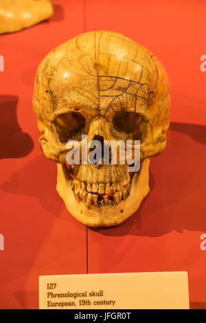 Inghilterra, Londra, la Wellcome Collection, presentano del XIX centuury Phrenological cranio Foto Stock