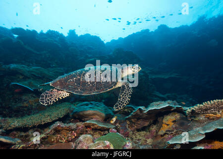 Tartaruga la tartaruga, Eretmochelys imbricata, Marovo Lagoon, nelle Isole Salomone Foto Stock