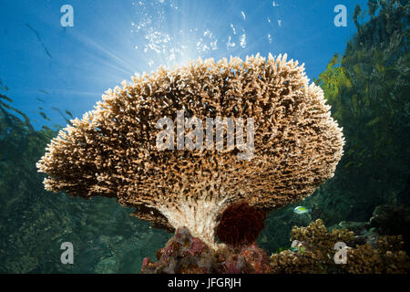 Tabella Coral reef sul tetto, Acropora sp., Marovo Lagoon, nelle Isole Salomone Foto Stock