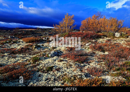 L'Europa, la Norvegia, la regione, il Trondelag Süd-Trondelag, Dovrefjell-Sunndalsfjella national park, Fjell Foto Stock
