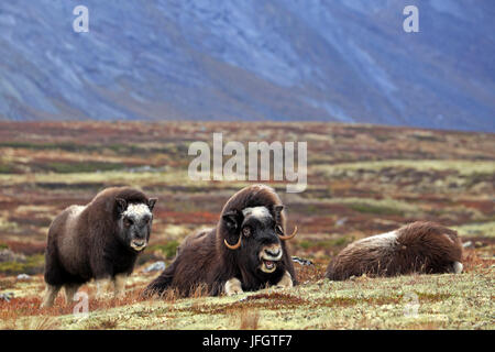 L'Europa, la Norvegia, la regione, il Trondelag Süd-Trondelag, Dovrefjell-Sunndalsfjella national park, muschio ox, Ovibos moschatus Foto Stock