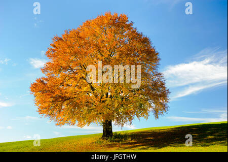 Grande faggio in autunno come un singolo albero Foto Stock