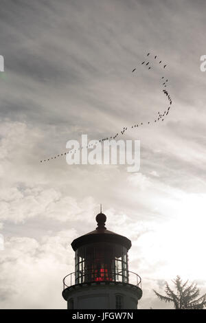 Un branco di oche volano overhead vicino un faro di Oregon Foto Stock