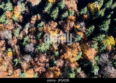 Legno di autunno, colori, struttura, Garmisch-Partenkirchen, antenna scatti, Werdenfels, altipiani, Baviera, Germania Foto Stock