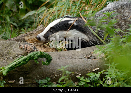 Badger Foto Stock