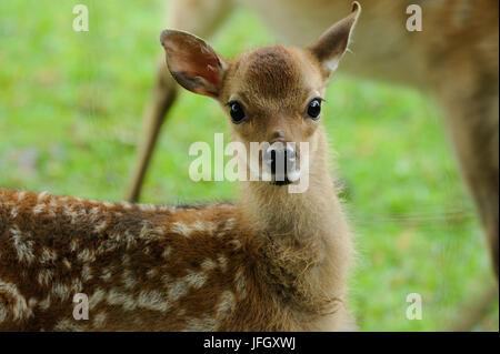cervi di Sika Kitz Foto Stock