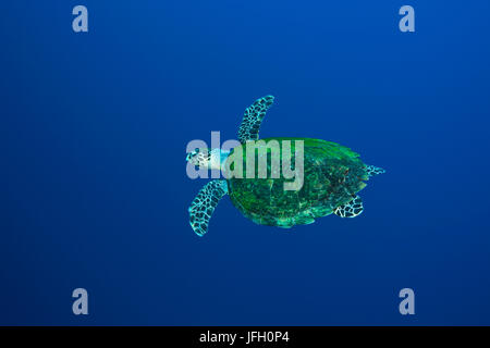 Tartaruga la tartaruga, Eretmochelys imbricata, il Mare Rosso, Ras Mohammed, Egitto Foto Stock