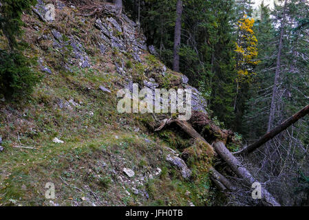 Interruzione della strada da alberi caduti nel ripido bosco di legname, Hinterautal, Karwendel, Tirolo Foto Stock